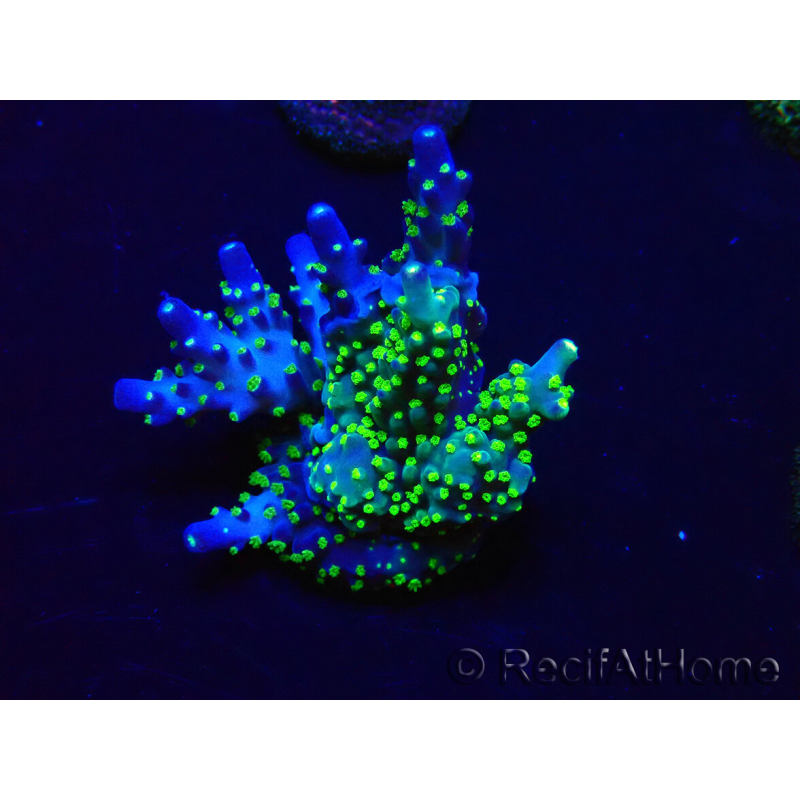 WYSIWYG Acropora 15P11 Mariculture acclimaté led