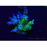 WYSIWYG Acropora 15P11 Mariculture acclimaté led