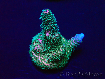 WYSIWYG Acropora 15P12 Mariculture acclimaté led