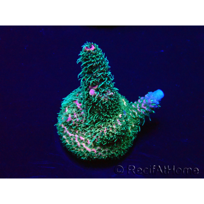 WYSIWYG Acropora Marikultur akklimatisiert LED