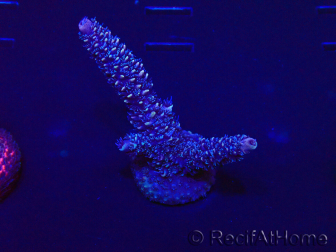 WYSIWYG Acropora 15Q8 Mariculture acclimaté led