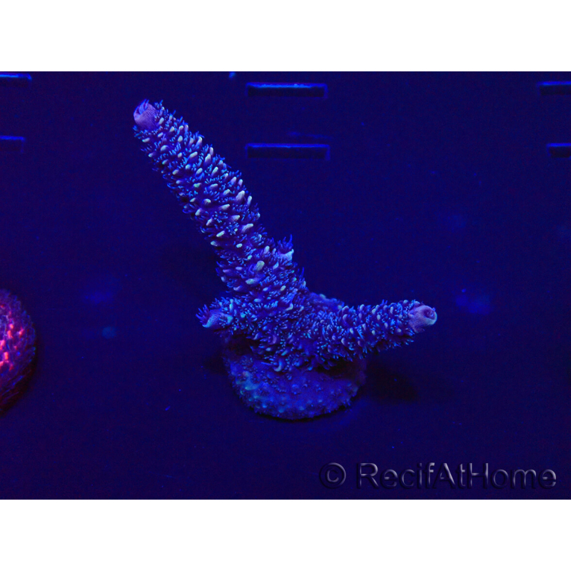 WYSIWYG Acropora 15Q8 Mariculture acclimaté led