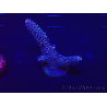 WYSIWYG Acropora 15Q8 Mariculture acclimaté led