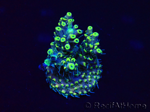 WYSIWYG Acropora Maricoltura acclimatata a LED