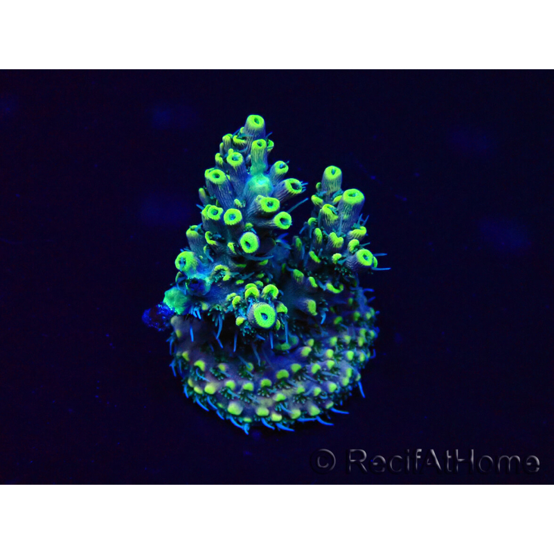 WYSIWYG Acropora 15Q9 Mariculture acclimaté led