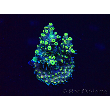 WYSIWYG Acropora Maricoltura acclimatata a LED