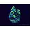 WYSIWYG Acropora 15Q9 Mariculture acclimaté led