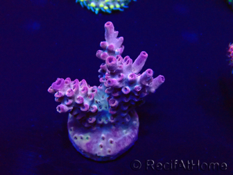 WYSIWYG Acropora Marikultur akklimatisiert LED