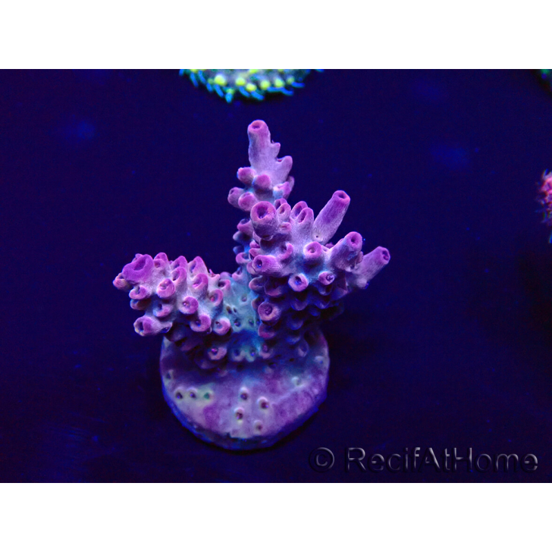WYSIWYG Acropora granulosa 15Q10 Mariculture acclimaté led