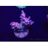 WYSIWYG Acropora granulosa 15Q10 Mariculture acclimaté led