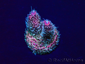 WYSIWYG Acropora Mariculture acclimated LED