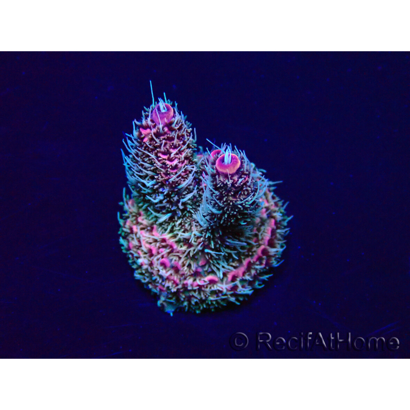 WYSIWYG Acropora Maricultura aclimatada LED