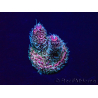 WYSIWYG Acropora Maricultura aclimatada LED