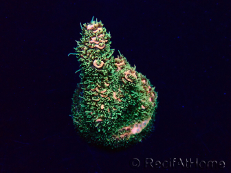 WYSIWYG Acropora Mariculture acclimated LED