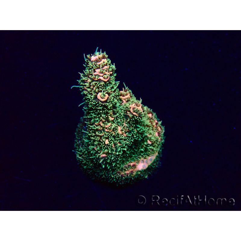 WYSIWYG Acropora Marikultur akklimatisiert LED