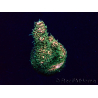 WYSIWYG Acropora Marikultur akklimatisiert LED