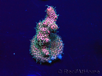 WYSIWYG Acropora 15R4 Mariculture acclimaté led