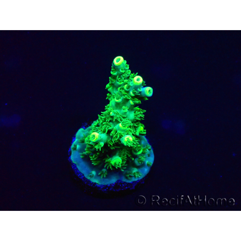 WYSIWYG Acropora 15R10 Mariculture acclimaté led