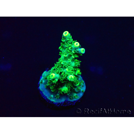 WYSIWYG Acropora Maricoltura acclimatata a LED