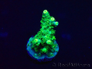 WYSIWYG Acropora Maricoltura acclimatata a LED