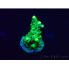 WYSIWYG Acropora 15R10 Mariculture acclimaté led