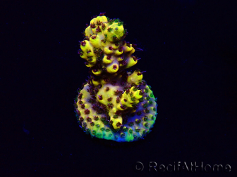 WYSIWYG Acropora Maricultuur geacclimatiseerd LED