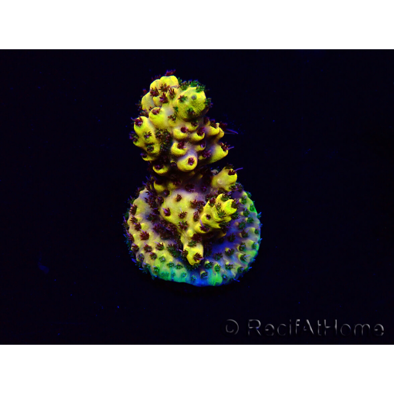 WYSIWYG Acropora Mariculture acclimated LED