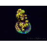 WYSIWYG Acropora Mariculture acclimated LED