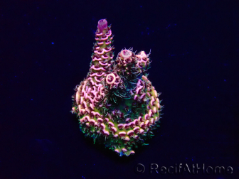 WYSIWYG Acropora Maricoltura acclimatata a LED