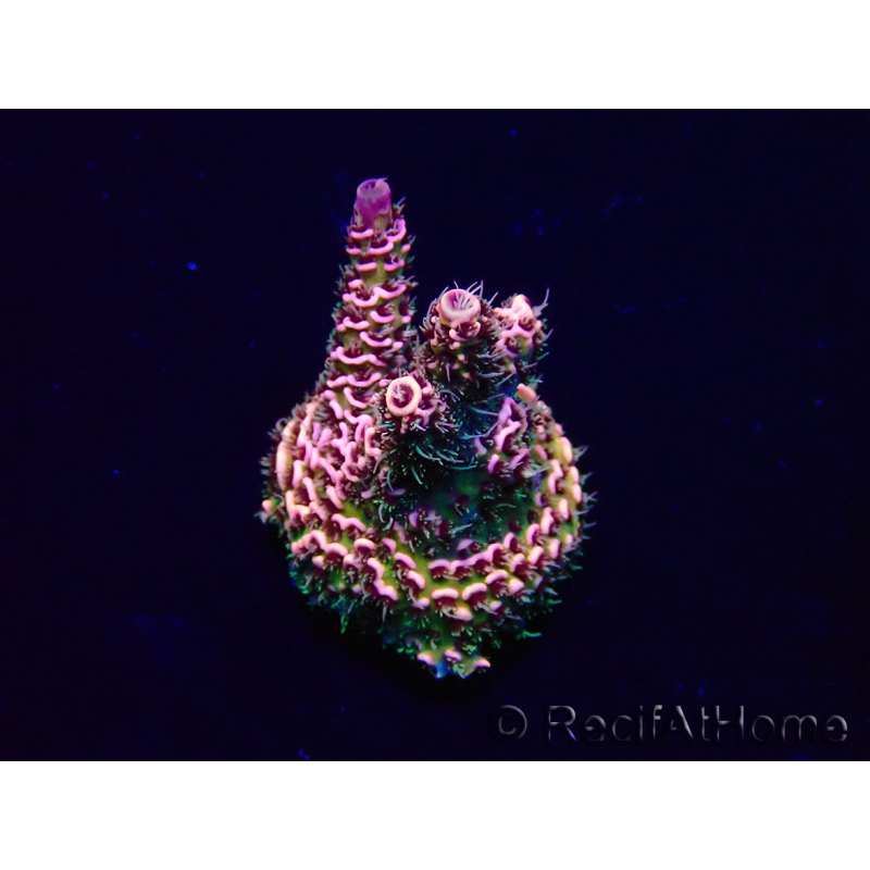 WYSIWYG Acropora Maricultura aclimatada LED