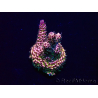WYSIWYG Acropora Mariculture acclimated LED