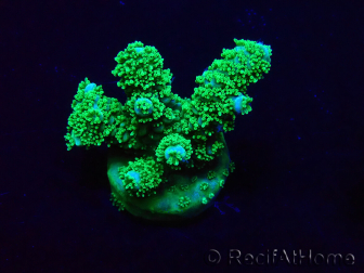 WYSIWYG Acropora Maricultura aclimatada LED