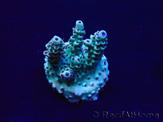 WYSIWYG Acropora Maricoltura acclimatata a LED