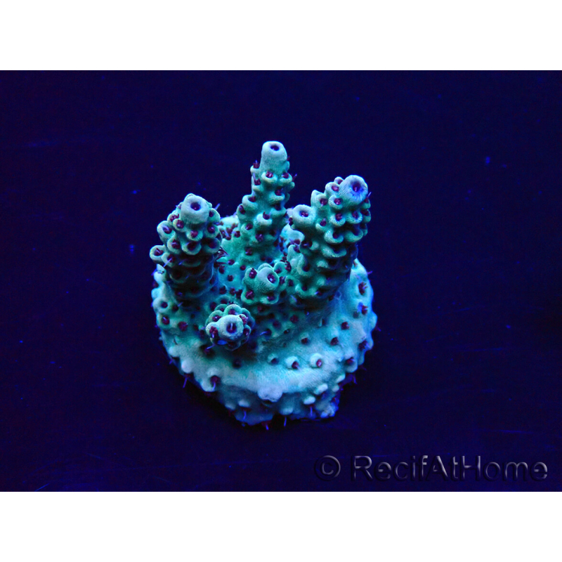 WYSIWYG Acropora 15U9 Mariculture acclimaté led