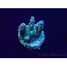 WYSIWYG Acropora 15U9 Mariculture acclimaté led