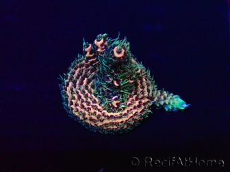 WYSIWYG Acropora 15U12 Mariculture acclimaté led