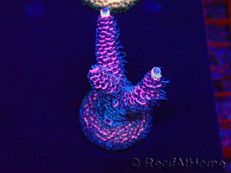 WYSIWYG Acropora Maricoltura acclimatata a LED