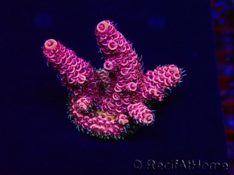 WYSIWYG Acropora Maricultura aclimatada LED