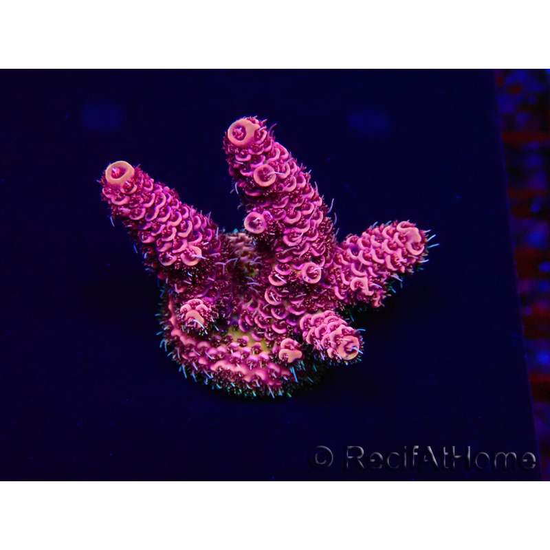WYSIWYG Acropora 15V8 Mariculture acclimaté led