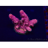 WYSIWYG Acropora 15V8 Mariculture acclimaté led