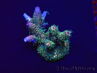 WYSIWYG Acropora 15W5 Mariculture acclimaté led