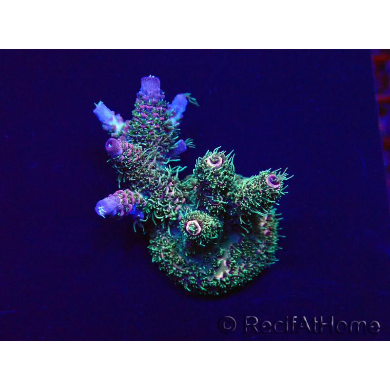 WYSIWYG Acropora Marikultur akklimatisiert LED