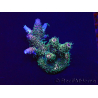 WYSIWYG Acropora 15W5 Mariculture acclimaté led