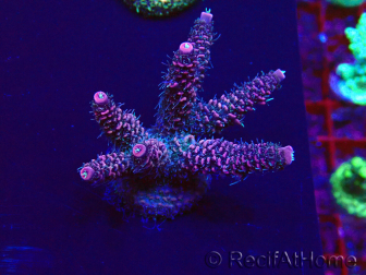 WYSIWYG Acropora Mariculture acclimated LED