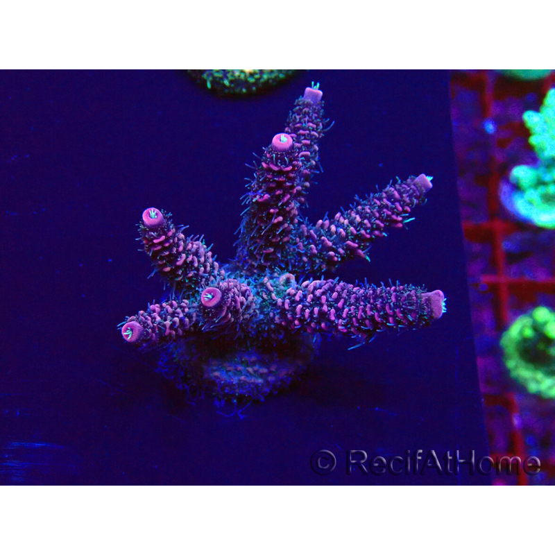 WYSIWYG Acropora Maricoltura acclimatata a LED