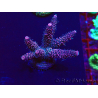 WYSIWYG Acropora Maricultura aclimatada LED