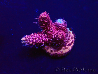 WYSIWYG Acropora Mariculture acclimated LED