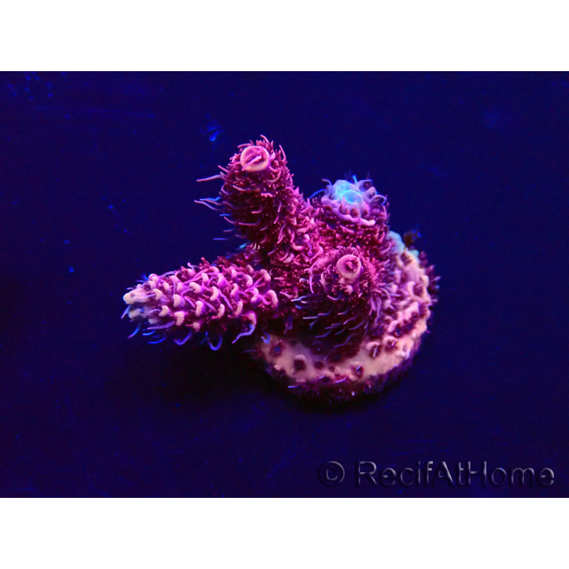 WYSIWYG Acropora 15W7 Mariculture acclimaté led