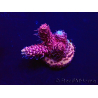 WYSIWYG Acropora 15W7 Mariculture acclimaté led