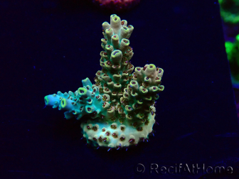 WYSIWYG Acropora Mariculture acclimated LED